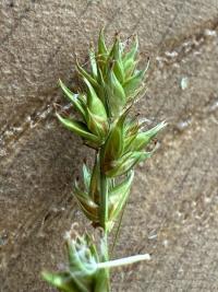 <i>Carex leersii</i>