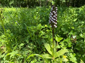 <i>Orchis purpurea</i>