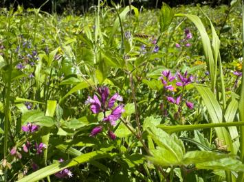 <i>Polygala</i>