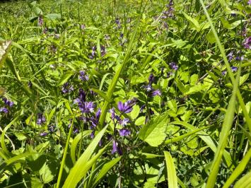 <i>Polygala</i>