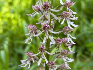<i>Orchis x angusticruris</i>
