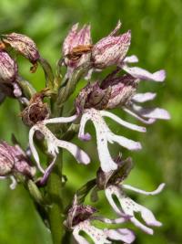 <i>Orchis x angusticruris</i>