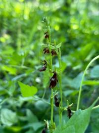 <i>Ophrys insectifera</i>