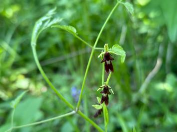 <i>Ophrys insectifera</i>