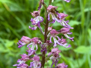 <i>Orchis simia</i>