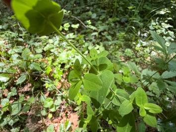 <i>Hypericum pulchrum</i>