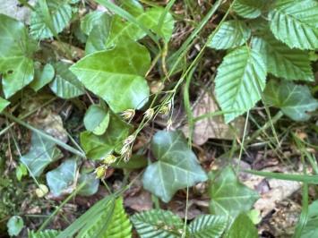 <i>Luzula forsteri</i>