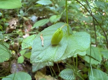 <i>Viola</i>