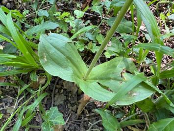 <i>Neottia ovata</i>