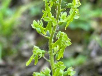 <i>Neottia ovata</i>