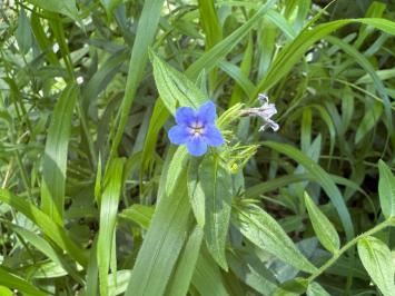 <i>Aegonychon purpurocaeruleum</i>