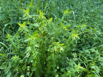 <i>Hypericum hirsutum</i>