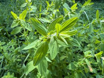 <i>Hypericum hirsutum</i>