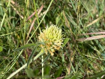 <i>Trifolium ochroleucon</i>