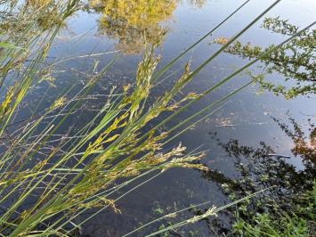 <i>Juncus inflexus</i>