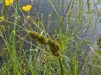 <i>Carex otrubae</i>