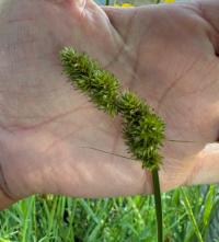 <i>Carex otrubae</i>
