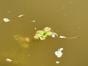 <i>Ludwigia</i>