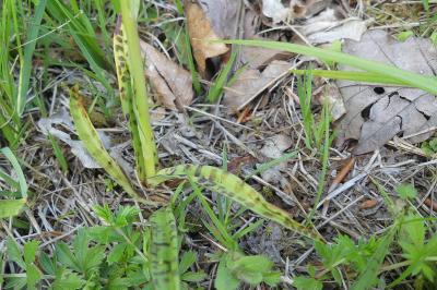 <i>Dactylorhiza maculata</i>