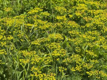 <i>Euphorbia cyparissias</i>