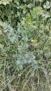 <i>Thalictrum flavum</i>