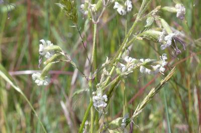 <i>Silene nutans</i>