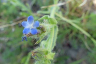 <i>Lycopsis arvensis</i>