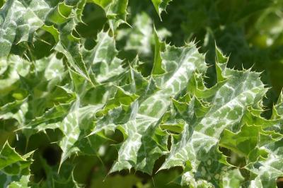 <i>Silybum marianum</i>