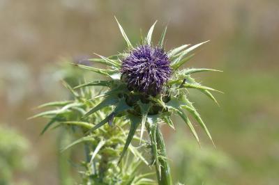 <i>Silybum marianum</i>