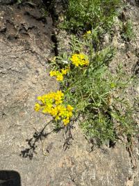 <i>Rorippa sylvestris</i>