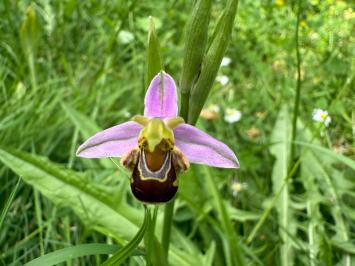 <i>Ophrys apifera</i>