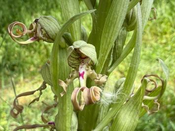<i>Himantoglossum hircinum</i>