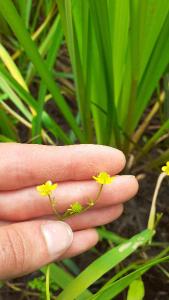 <i>Ranunculus ophioglossifolius</i>