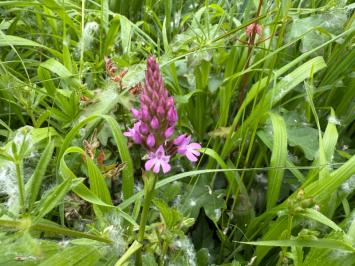<i>Anacamptis pyramidalis</i>
