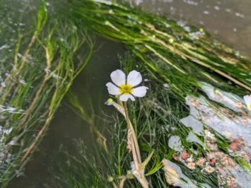 <i>Ranunculus fluitans</i>