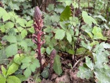 <i>Orobanche hederae</i>