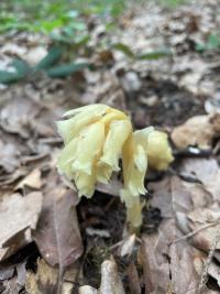 <i>Hypopitys monotropa</i>