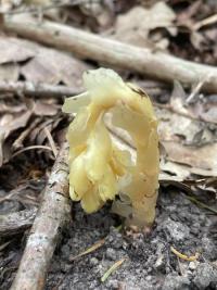 <i>Hypopitys monotropa</i>