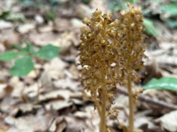 <i>Neottia nidus-avis</i>