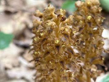 <i>Neottia nidus-avis</i>