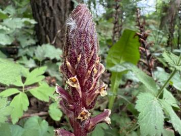 <i>Orobanche hederae</i>