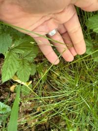 <i>Carex remota</i>