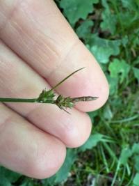 <i>Carex pilulifera</i>