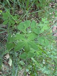 <i>Euphorbia dulcis</i>