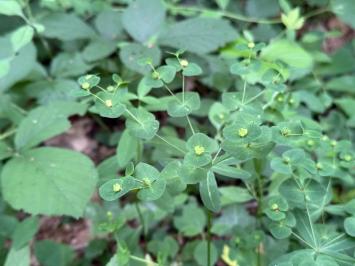<i>Euphorbia dulcis</i>