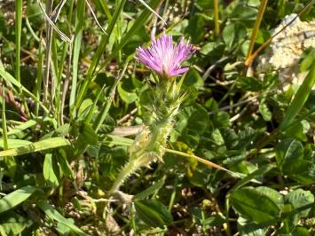 <i>Carduus tenuiflorus</i>