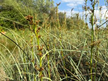 <i>Cladium mariscus</i>