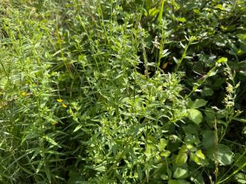<i>Lithospermum officinale</i>