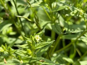 <i>Lithospermum officinale</i>