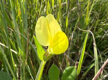<i>Lotus maritimus</i>
